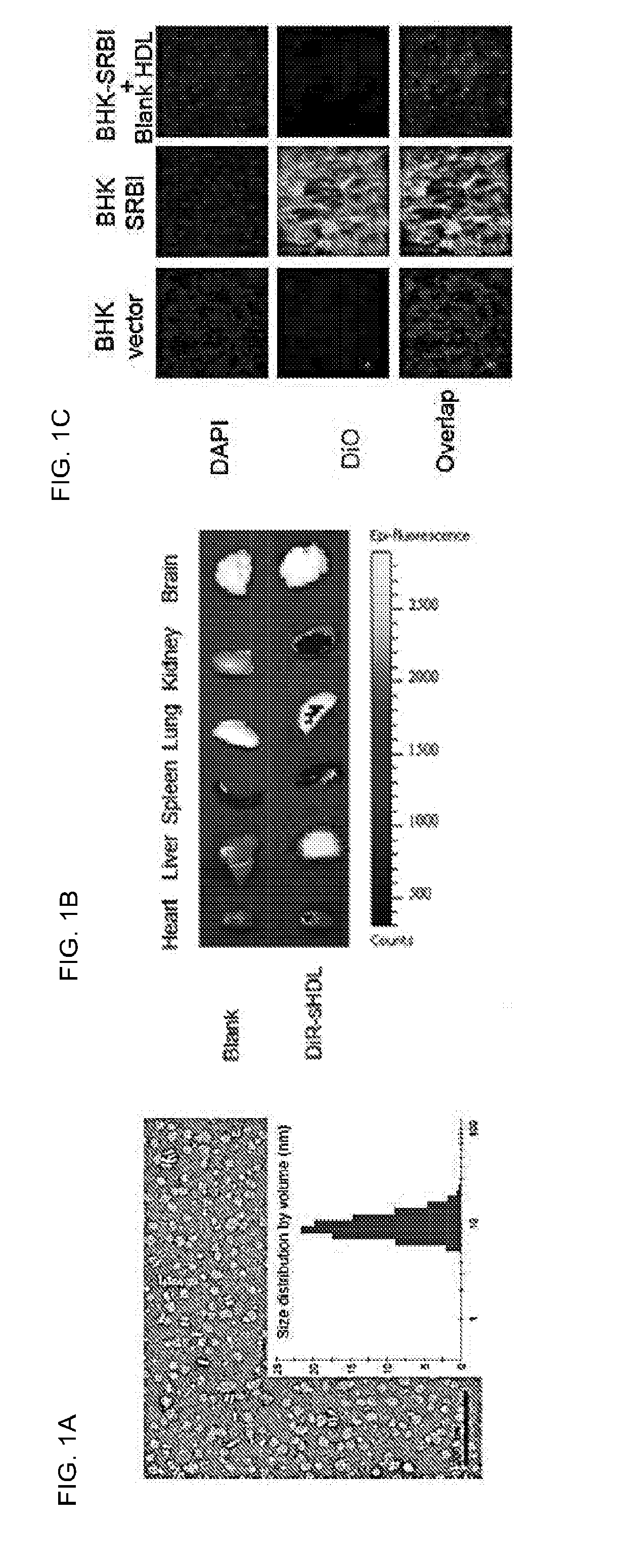 Compositions and methods for delivery of biomacromolecule agents