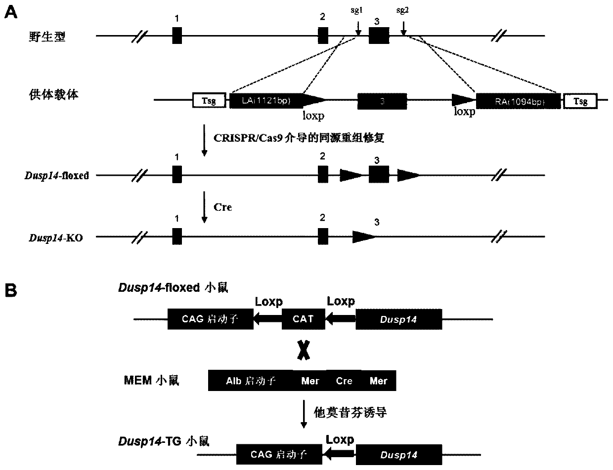 Application of dual specificity phosphatase 14 (dusp14) in liver ischemia-reperfusion injury