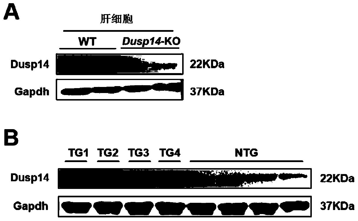 Application of dual specificity phosphatase 14 (dusp14) in liver ischemia-reperfusion injury