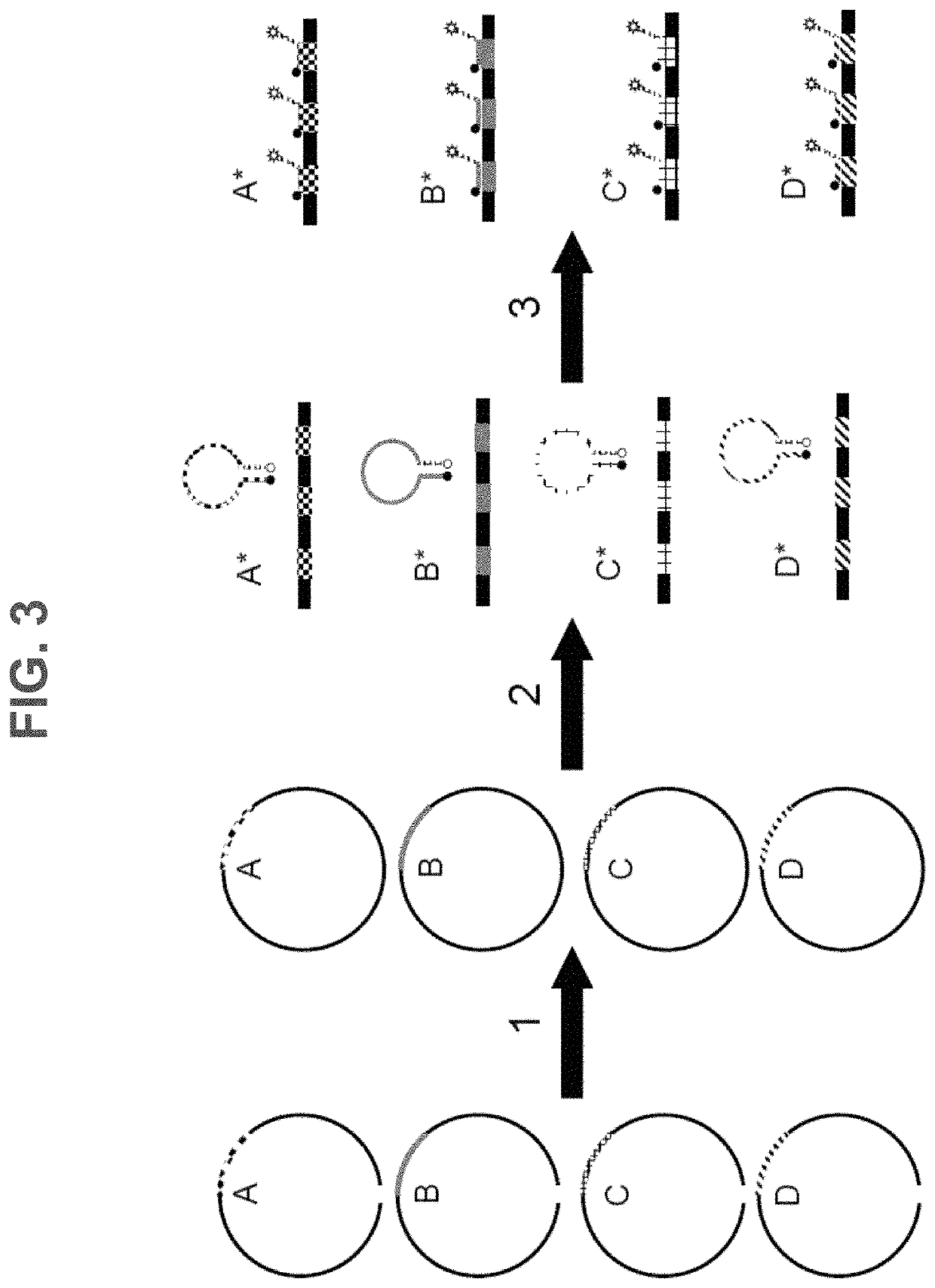 Methods, systems, and compositions for counting nucleic acid molecules