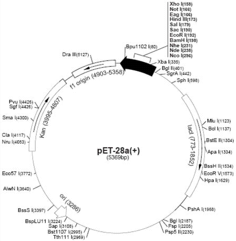 Establishment and application of Streptococcus suis type 2 cell wall protein antibody detection method