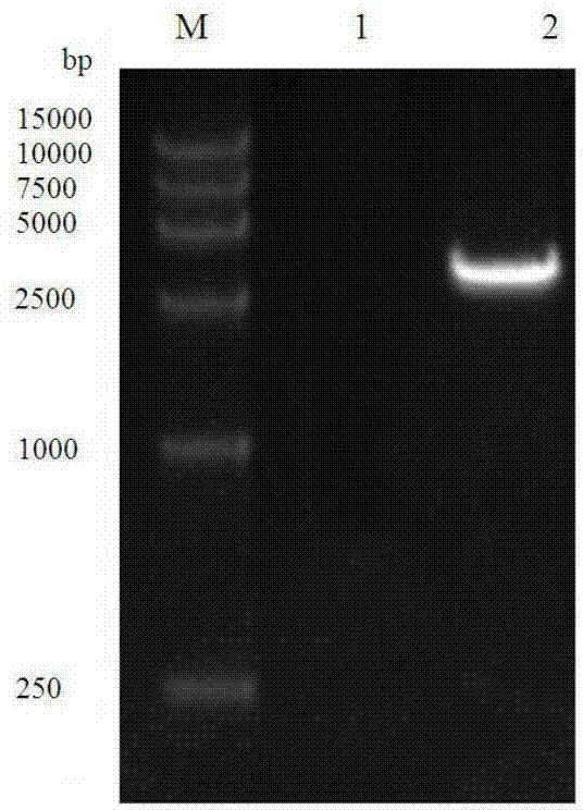 Establishment and application of Streptococcus suis type 2 cell wall protein antibody detection method