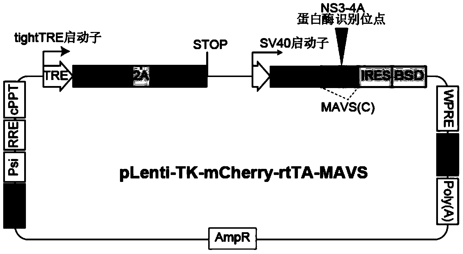 High throughput screening model for hepatitis C virus (HCV) resistant drugs and application thereof