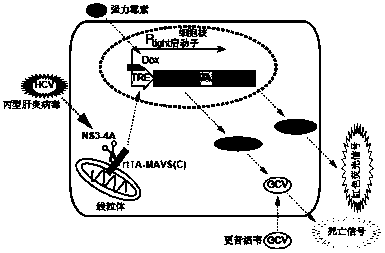 High throughput screening model for hepatitis C virus (HCV) resistant drugs and application thereof