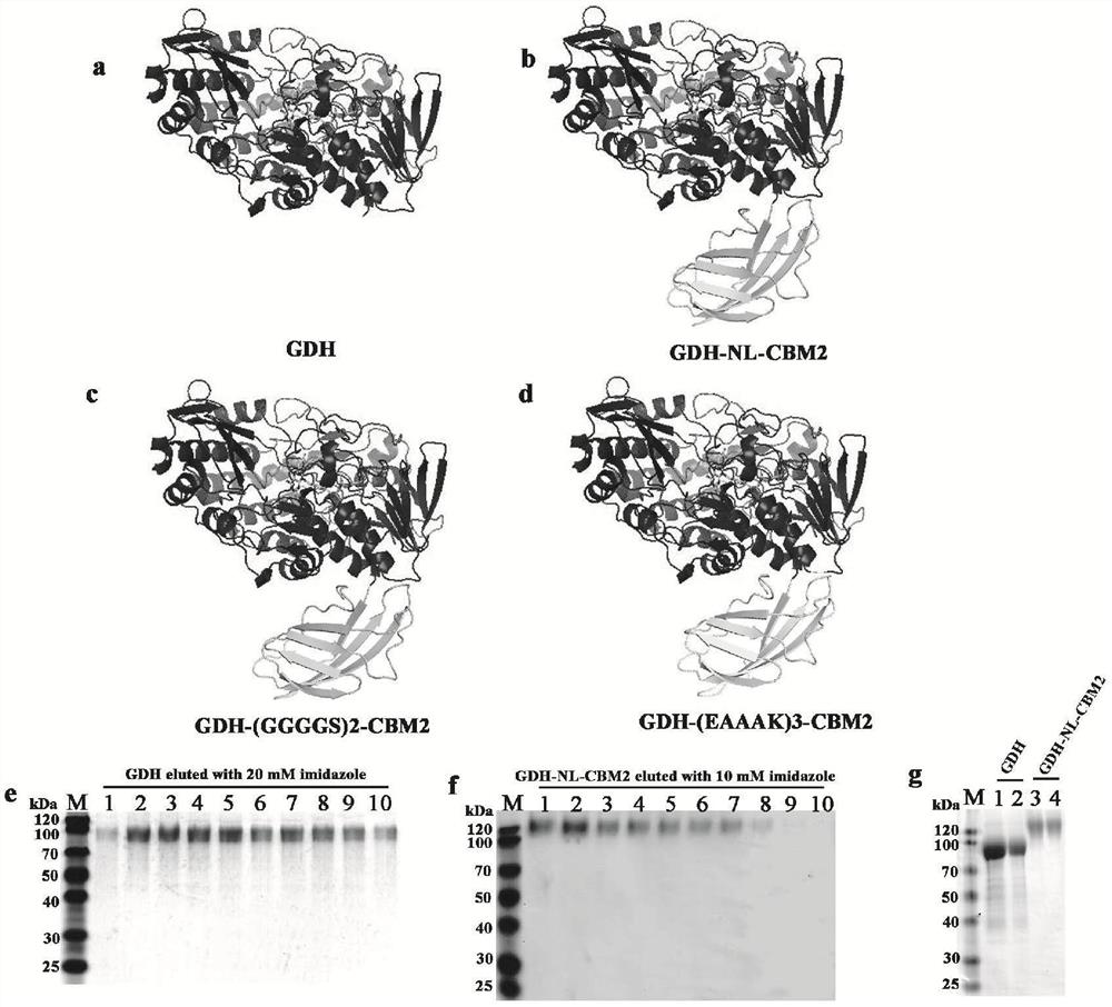 Fusion enzyme and application of fusion enzyme in paper-based biosensor