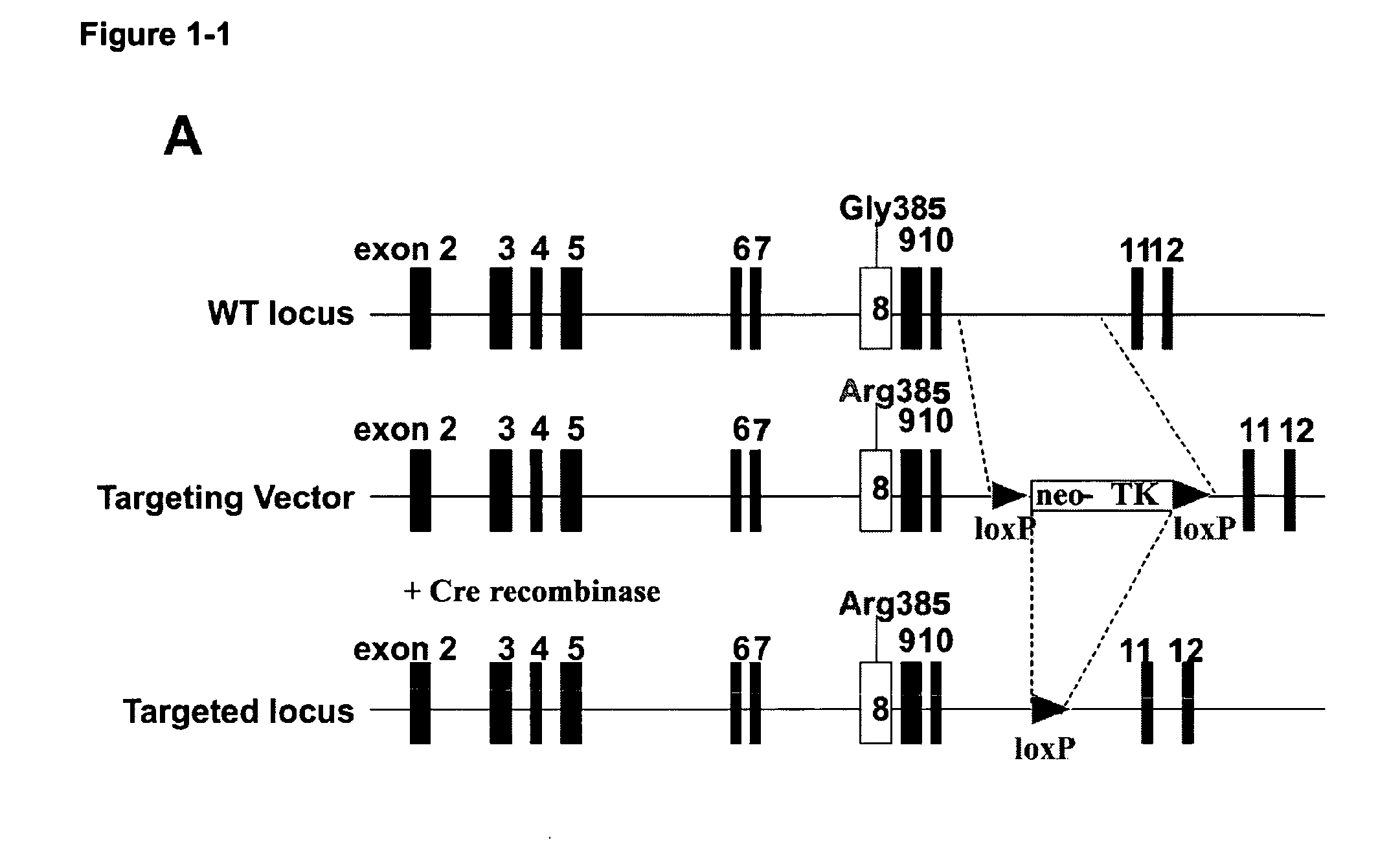 Rodent cancer model for human fgfr4 arg388 polymorphism