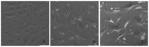 Method for differentiating human umbilical cord mesenchymal stem cells into myocardial-like cells