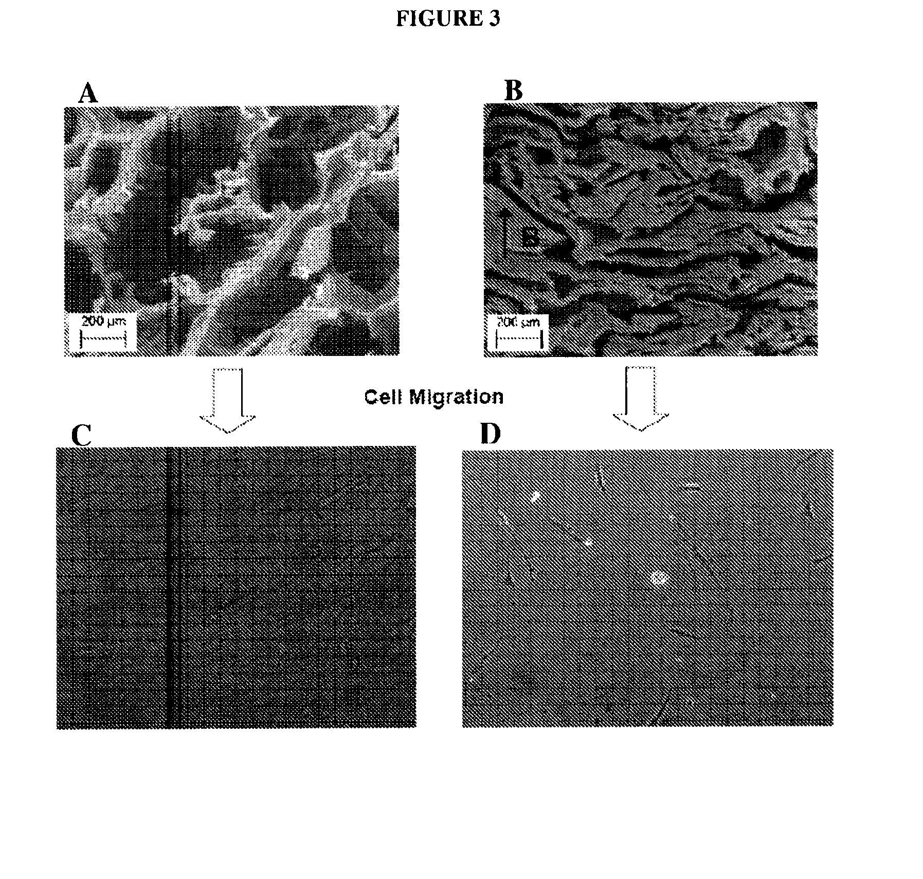 Active scaffolds for on-demand drug and cell delivery