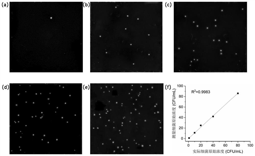 A rapid detection method for bacteria in complex samples