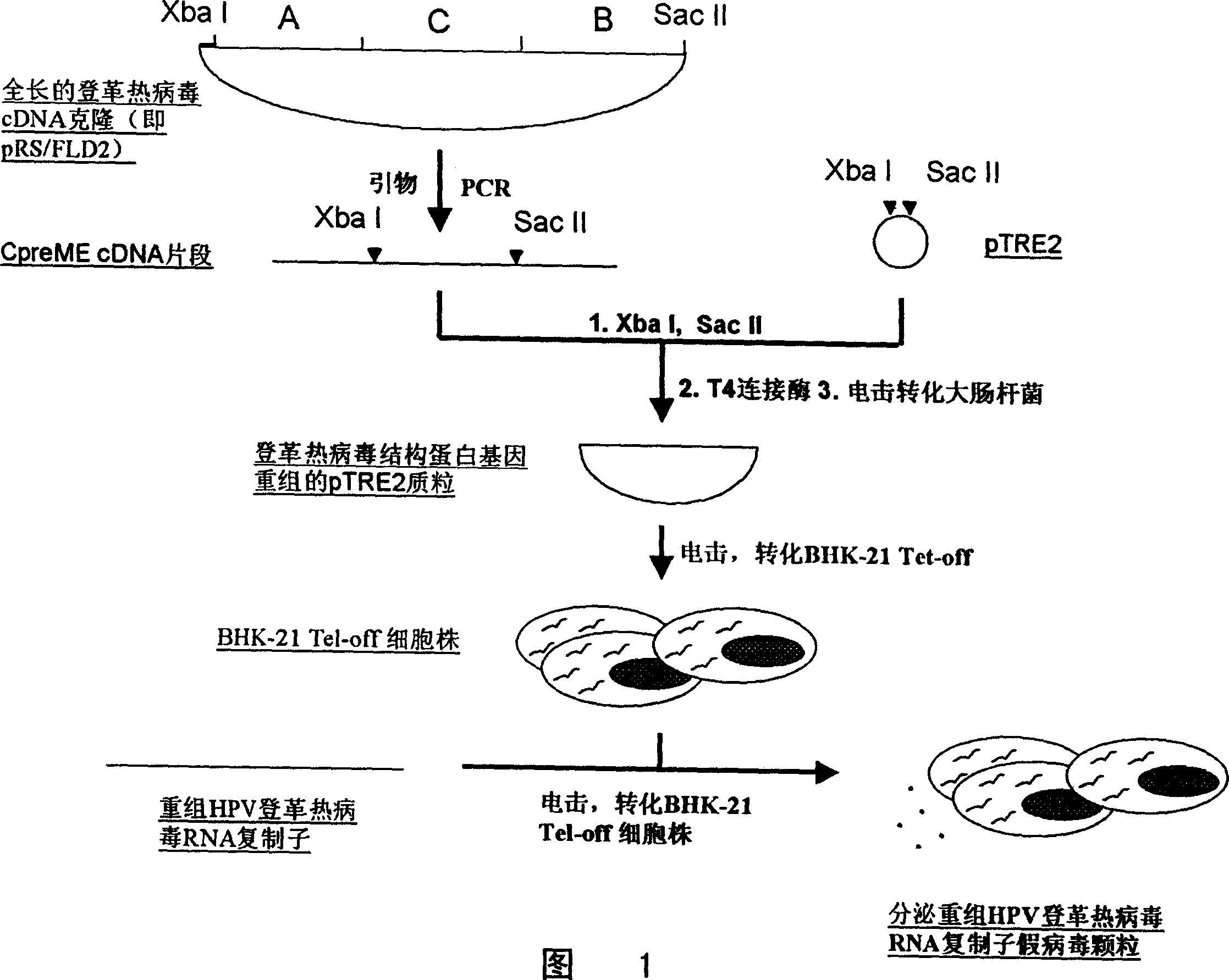 Vaccine for human papiloma virus