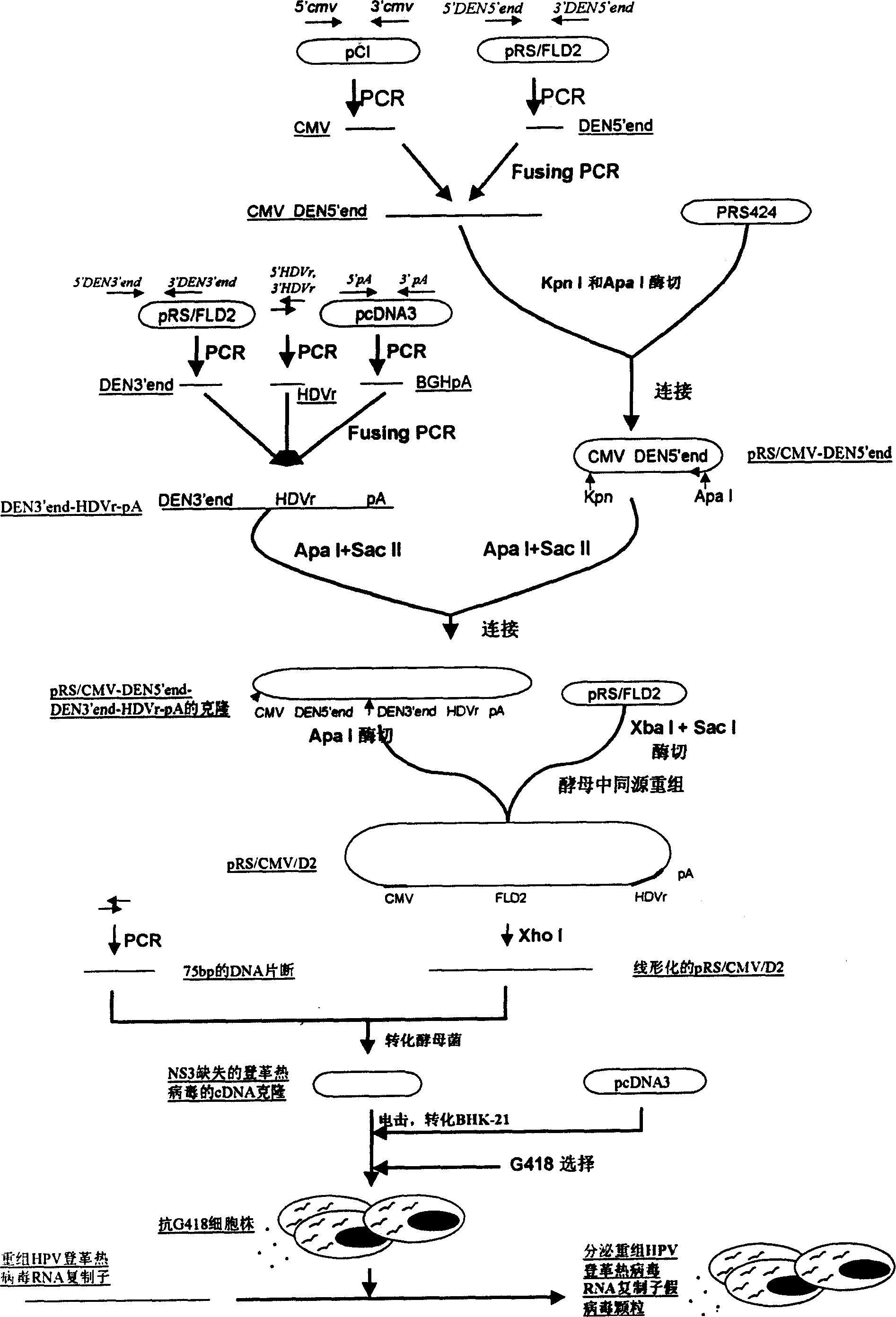 Vaccine for human papiloma virus