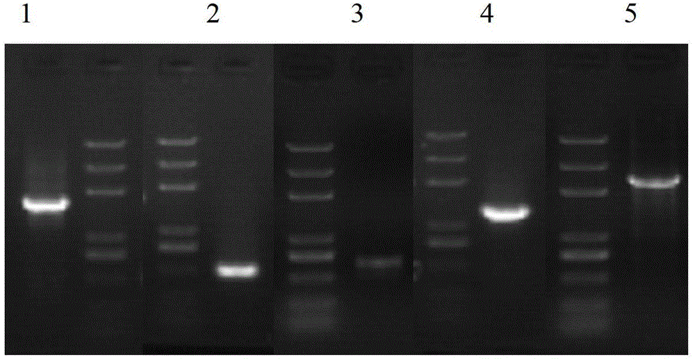 Hansenula polymorpha expression system, hansenula polymorpha construction method and application of hansenula polymorpha