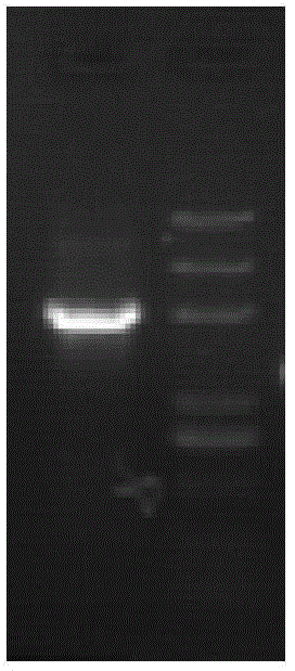 Hansenula polymorpha expression system, hansenula polymorpha construction method and application of hansenula polymorpha