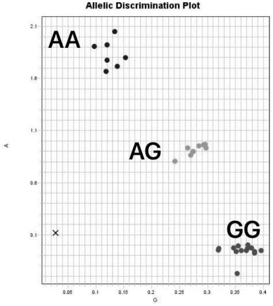 Single nucleotide polymorphism (SNP) molecular marker for resistance identification of cucumber green mottle mosaic virus disease in watermelon and application of molecular marker