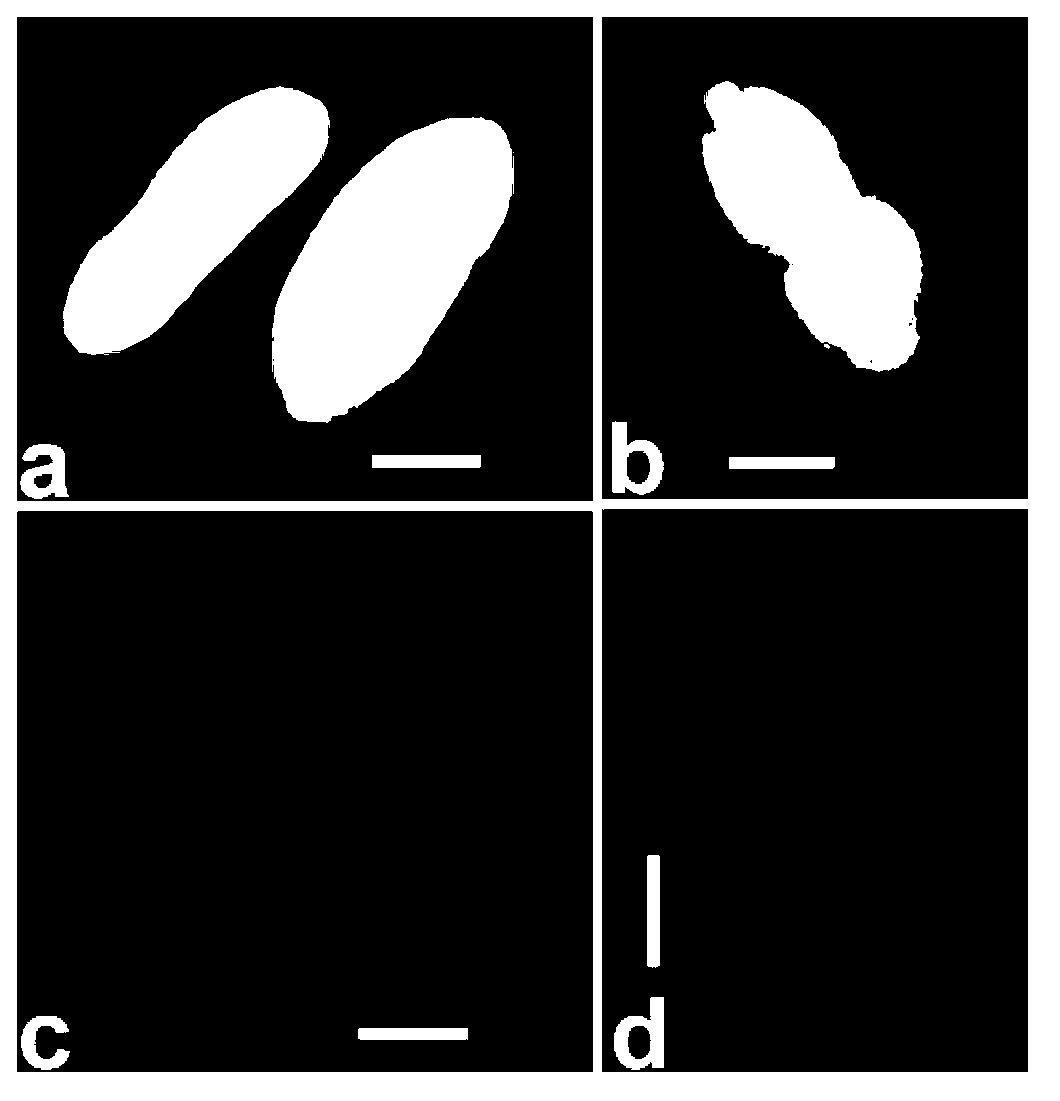 Application of pentagalloylglucose in medicines used for killing fish in-vitro ciliates