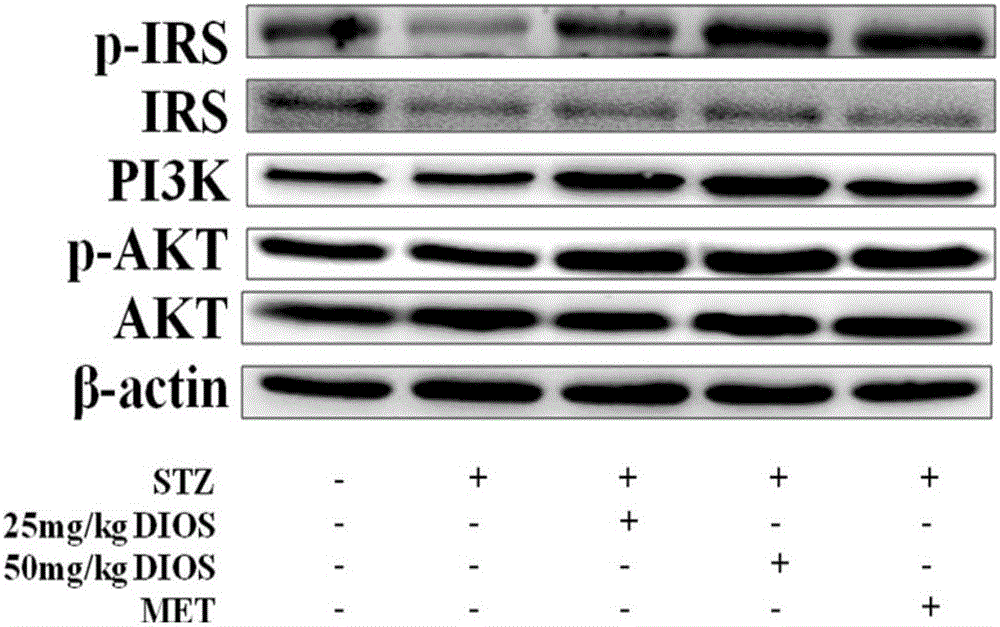 Application of diosmetin in preparation of medicine used for treating type 2 diabetes mellitus