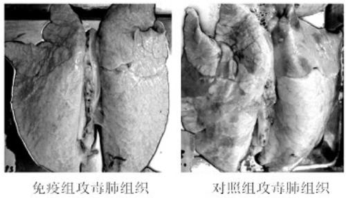 Production method of haemophilus parasuis/mycoplasma hyopneumoniae bivalent inactivated vaccine