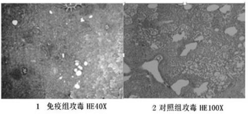 Production method of haemophilus parasuis/mycoplasma hyopneumoniae bivalent inactivated vaccine