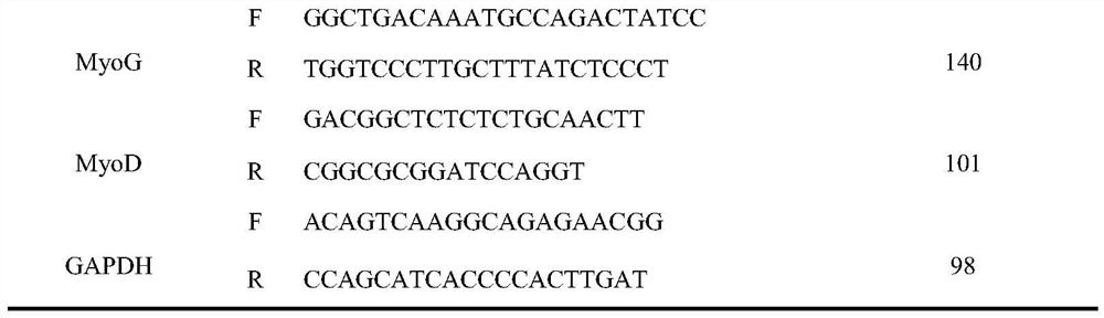 Bovine lncRNA-133a and its application and verification method in the regulation of proliferation and differentiation of bovine skeletal muscle satellite cells