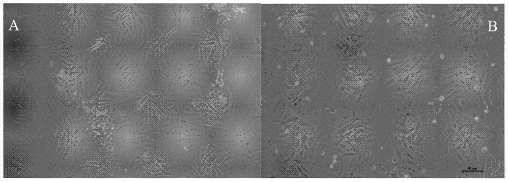 Pseudosciaena crocea head kidney cell line and construction method thereof