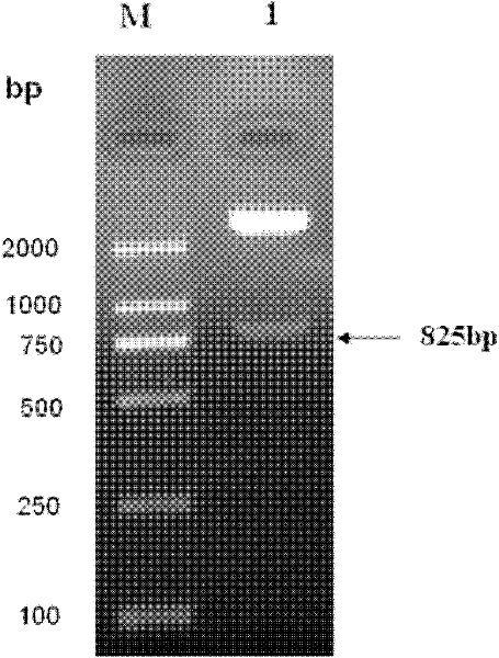 Recombinant galactose agglutinin-1 two-string protein and preparation method thereof