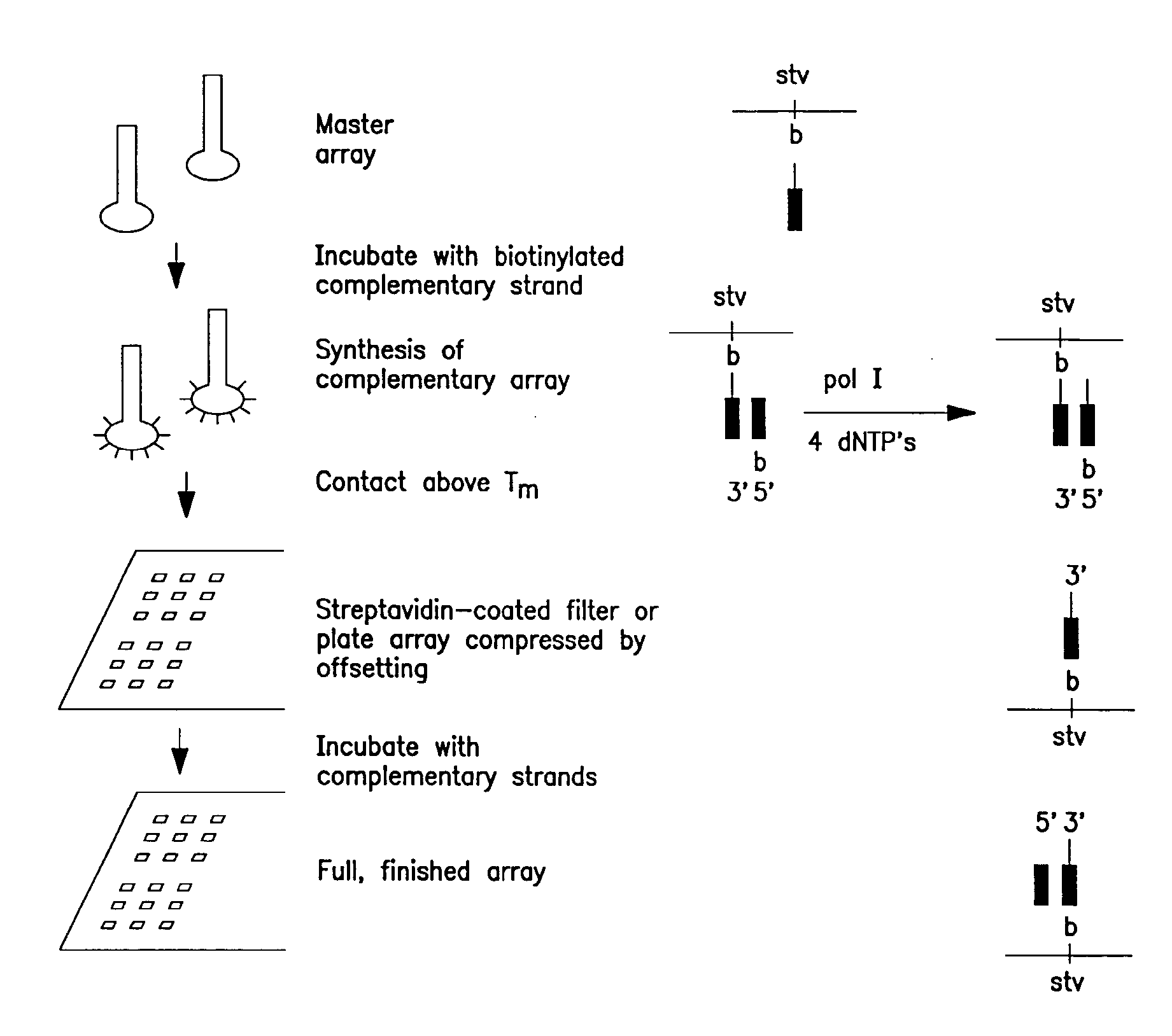 Solid phase sequencing of biopolymers