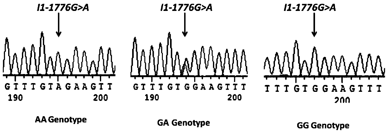 Application of ANGPTL5 gene as bovine backfat thickness molecular marker and detection method