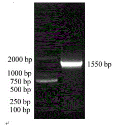 cDNA full-length sequence of paralichthys olivaceus mode recognition receptor TLR8 and application thereof