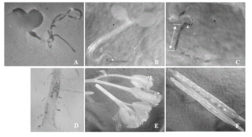 Promoter of wheat root specific expression expansin gene and application thereof