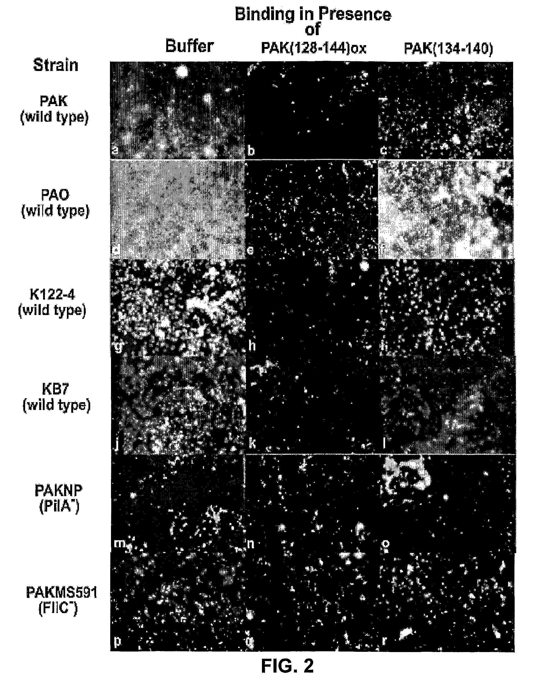 Non-toxic biofilm inhibitor