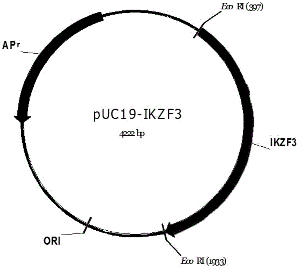 Application and kit of gene ikzf3 in preparation of lung cancer diagnostic kit