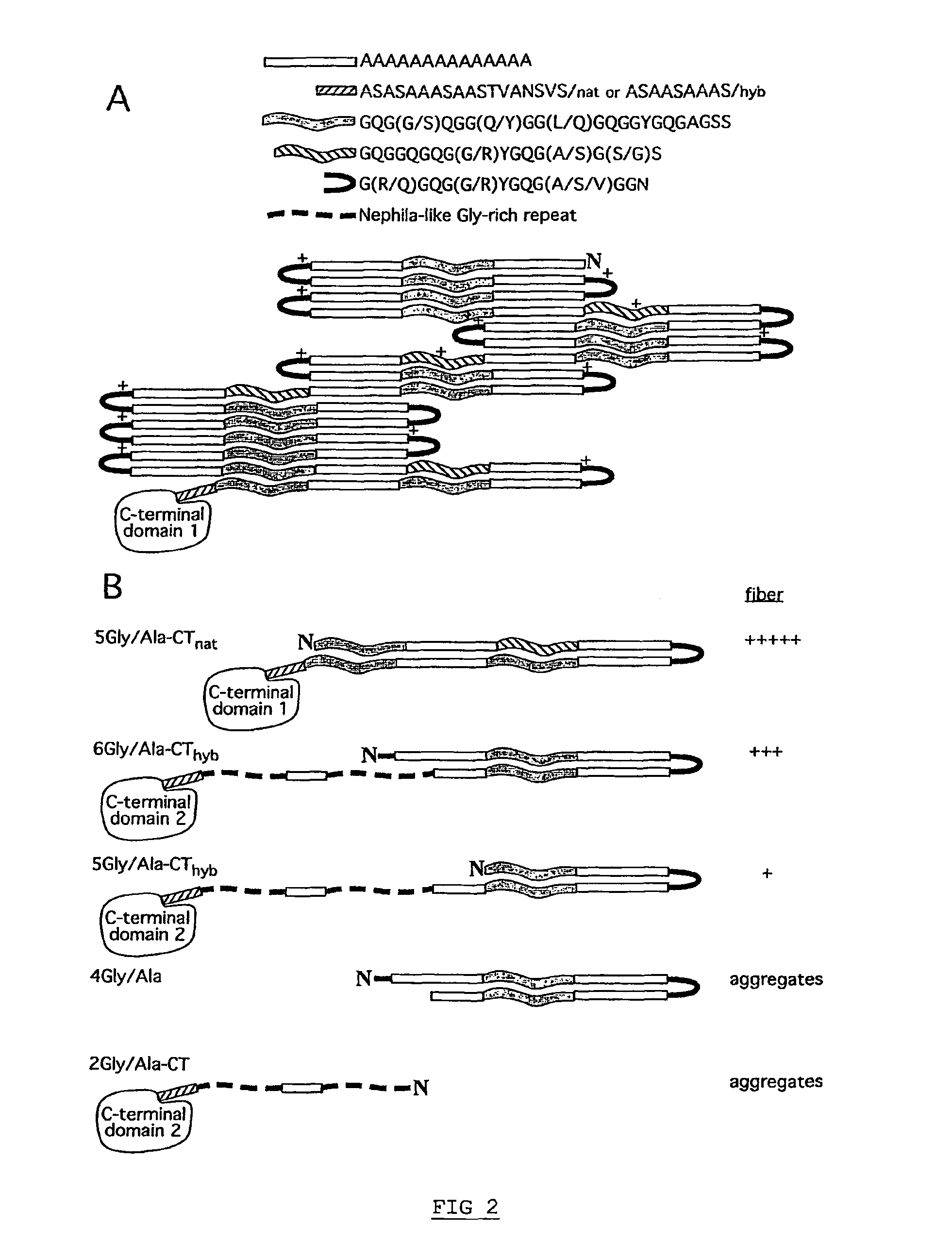 Spider silk proteins and methods for producing spider silk proteins