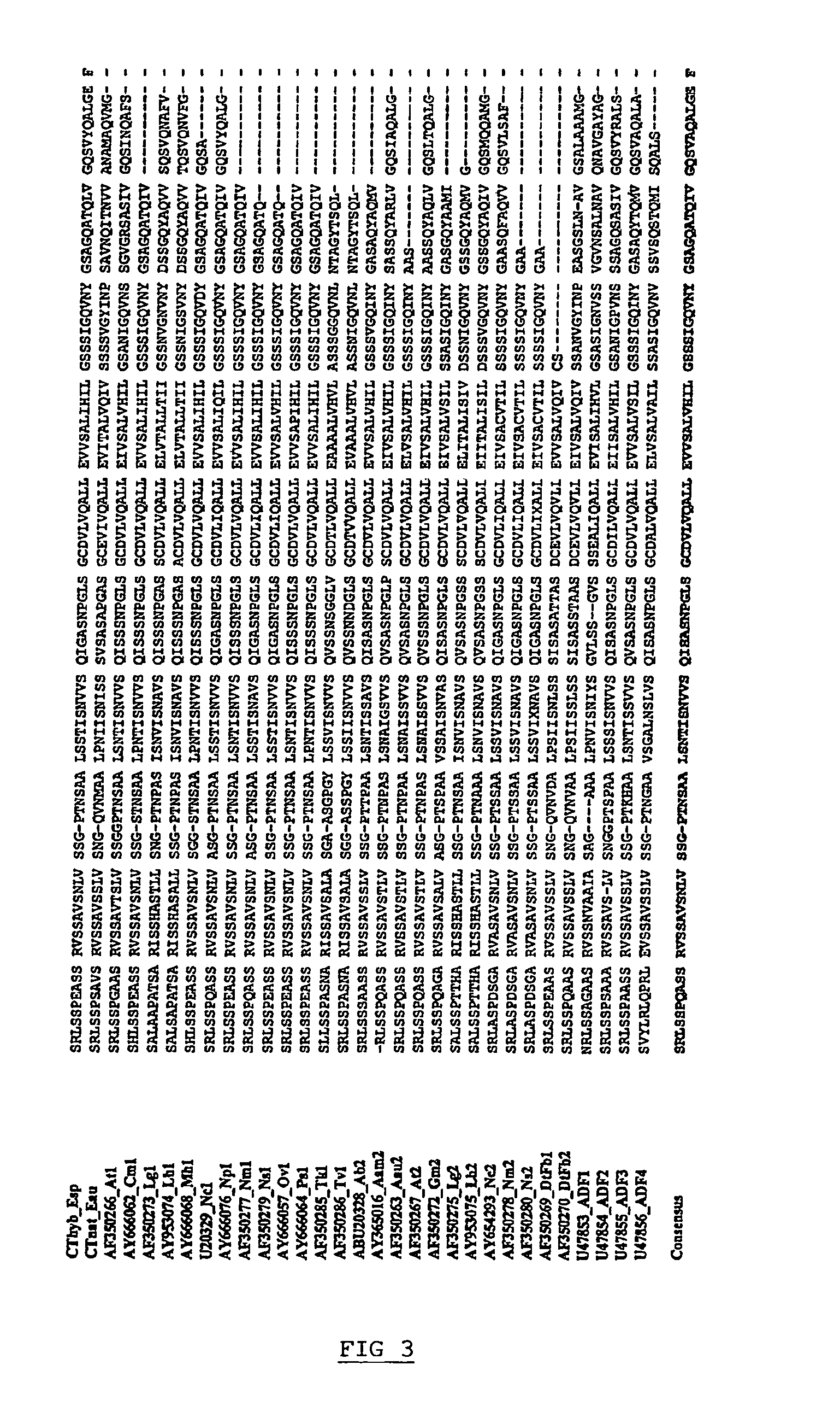 Spider silk proteins and methods for producing spider silk proteins