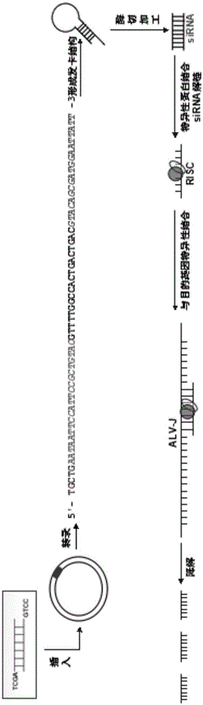 A kind of siRNA recombination interference vector based on the conserved sequence of J subgroup avian leukosis virus env gene and its preparation method and application