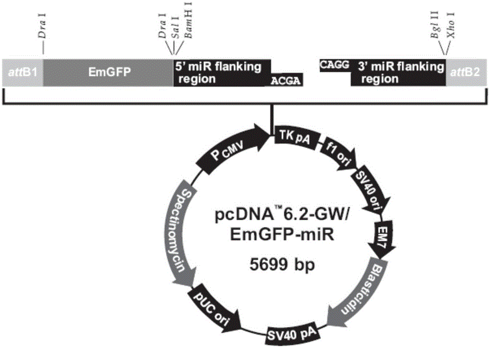 A kind of siRNA recombination interference vector based on the conserved sequence of J subgroup avian leukosis virus env gene and its preparation method and application