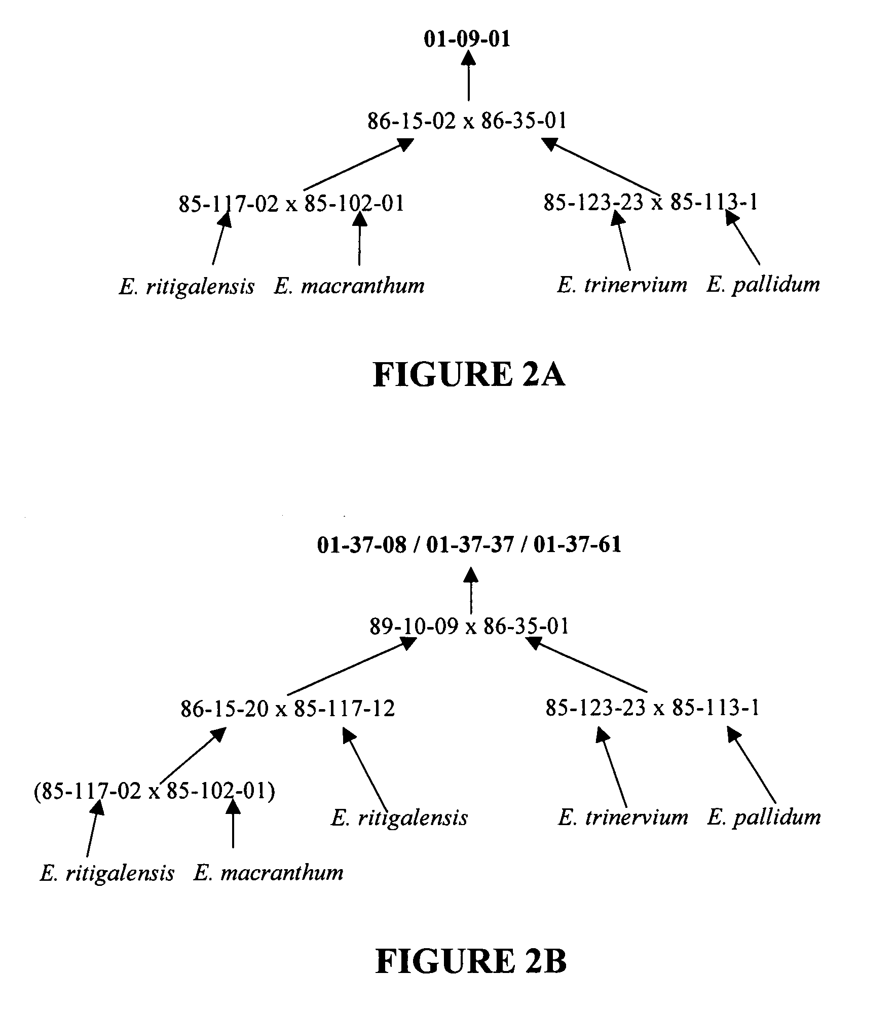 Hybrids of Exacum