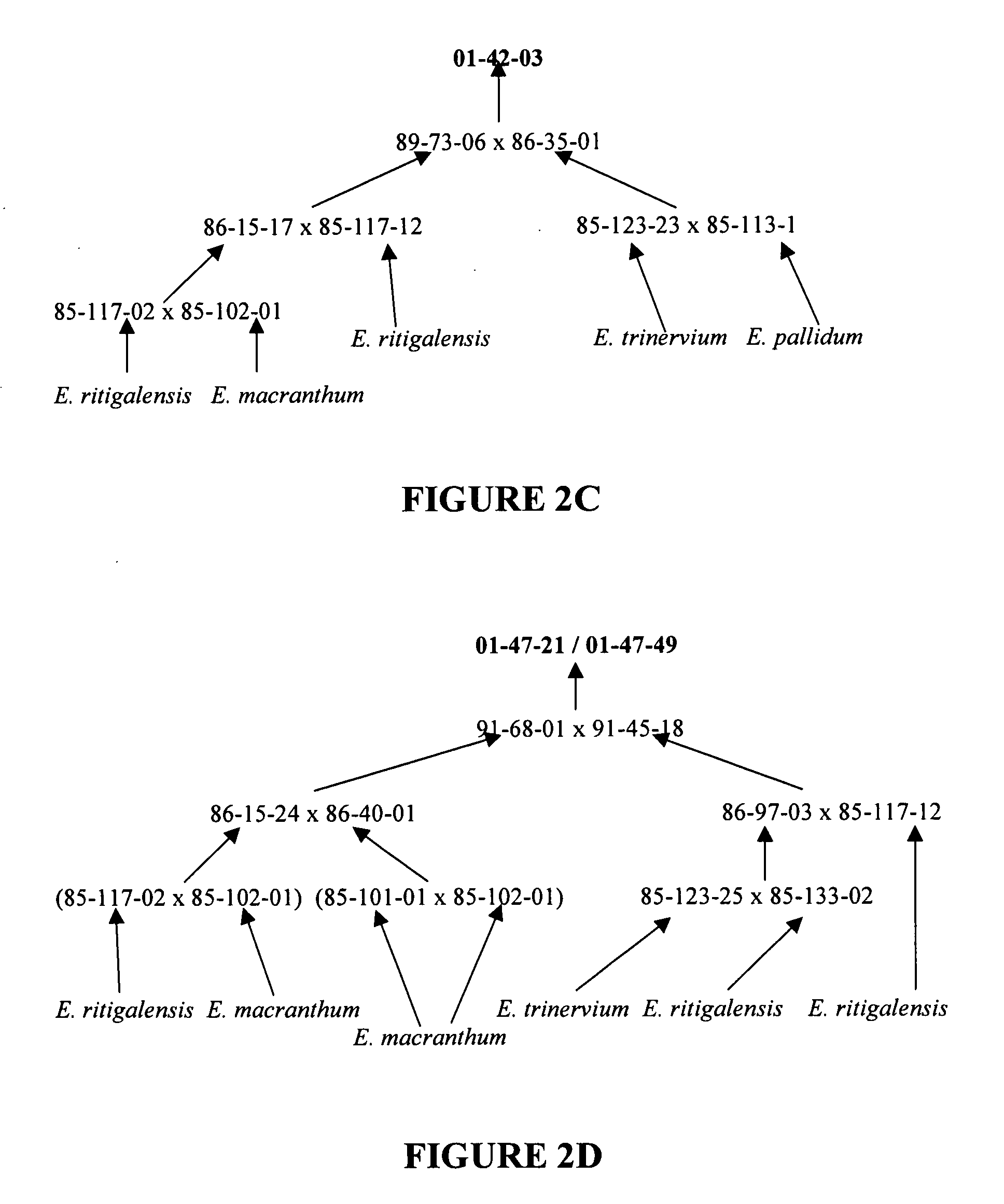 Hybrids of Exacum