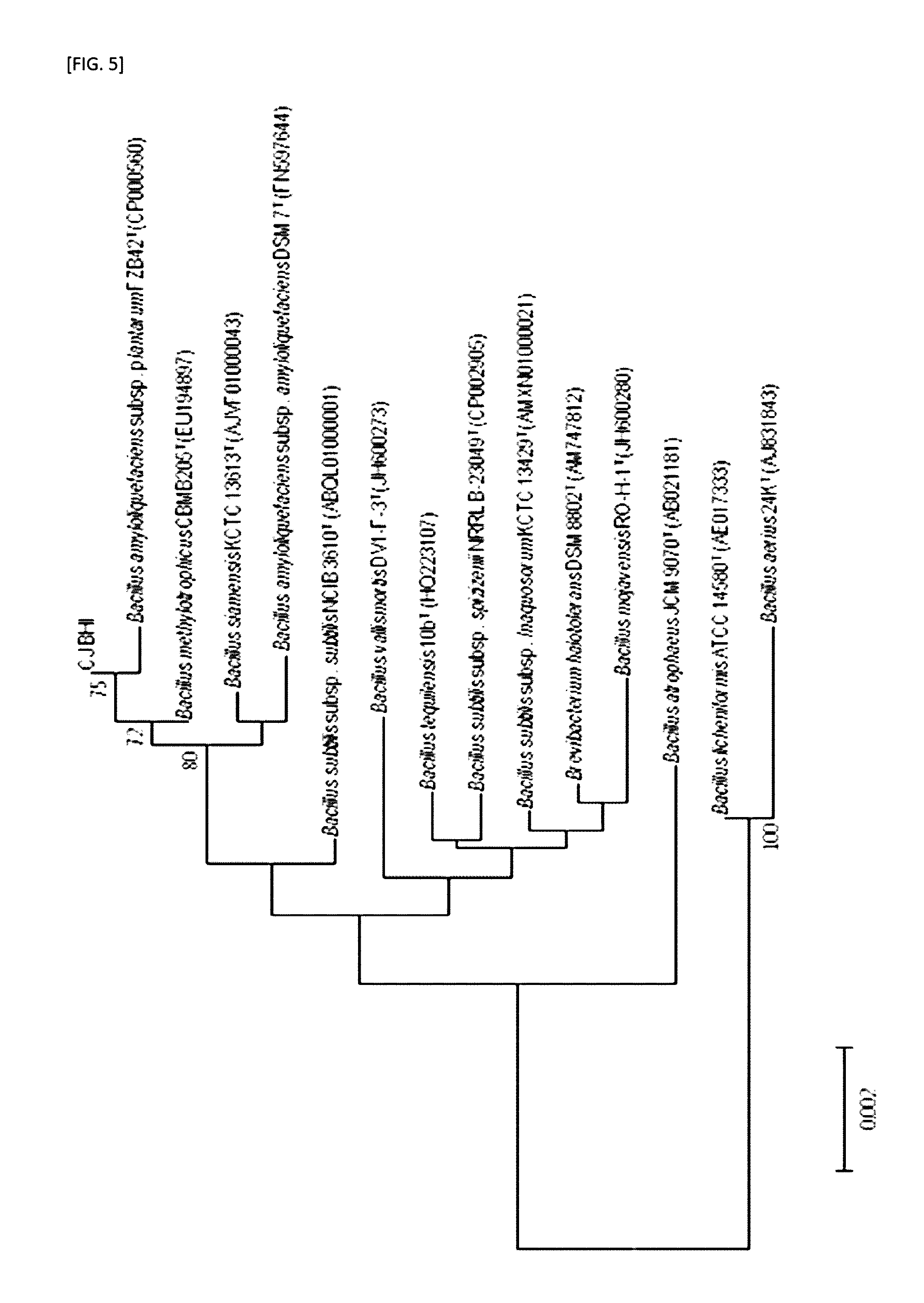 Bacillus sp. strain with imporived productivity of fermented soybean meal and method for producin fermented soybean meal using the same