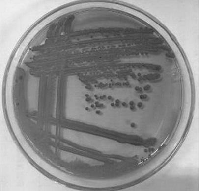 High-yielding ethanol yeast and method for improving quality of traditional fermented foods through symbiotic fermentation of high-yielding ethanol yeast and ester-producing yeast