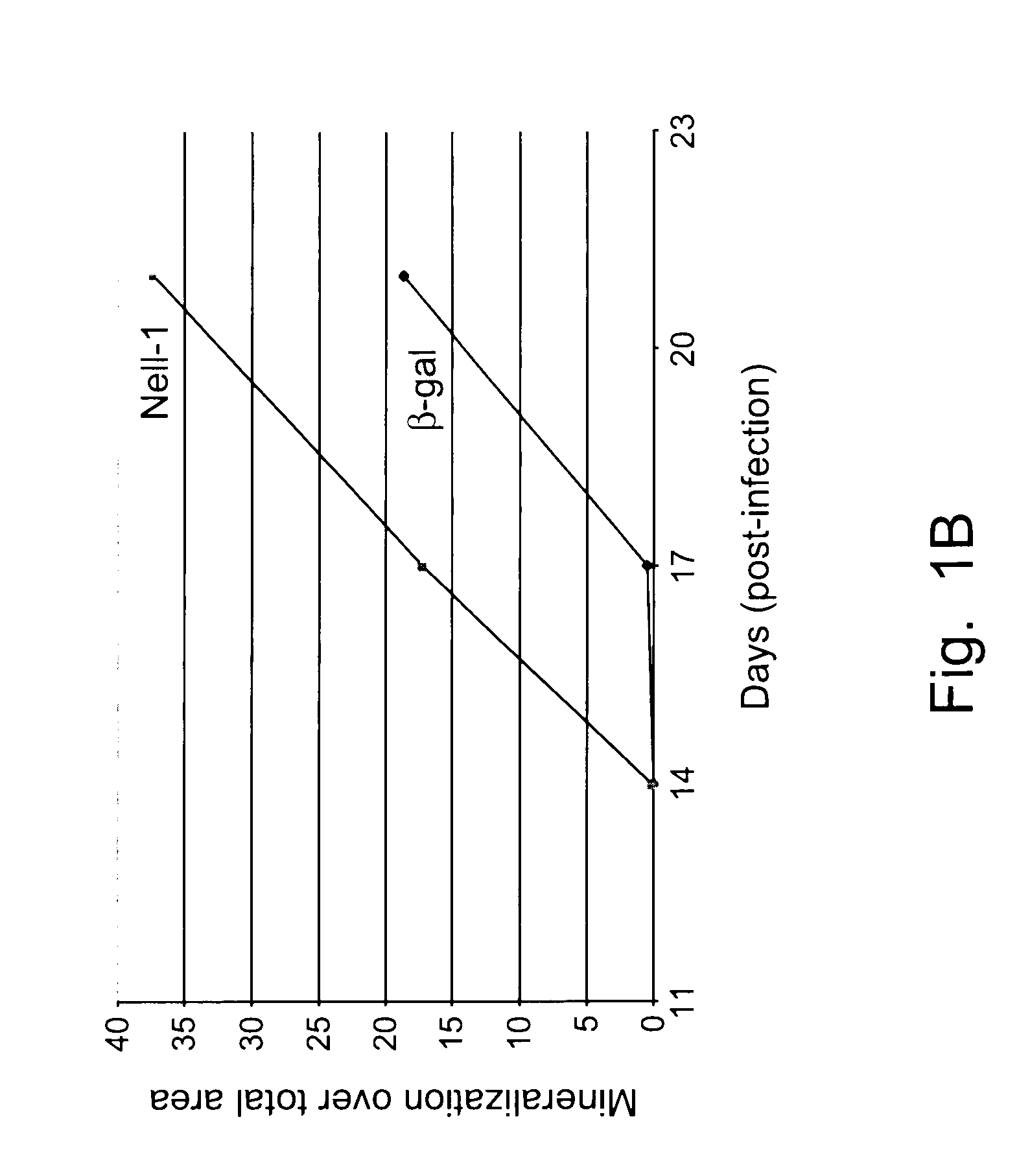 NELL-1 enhanced bone mineralization