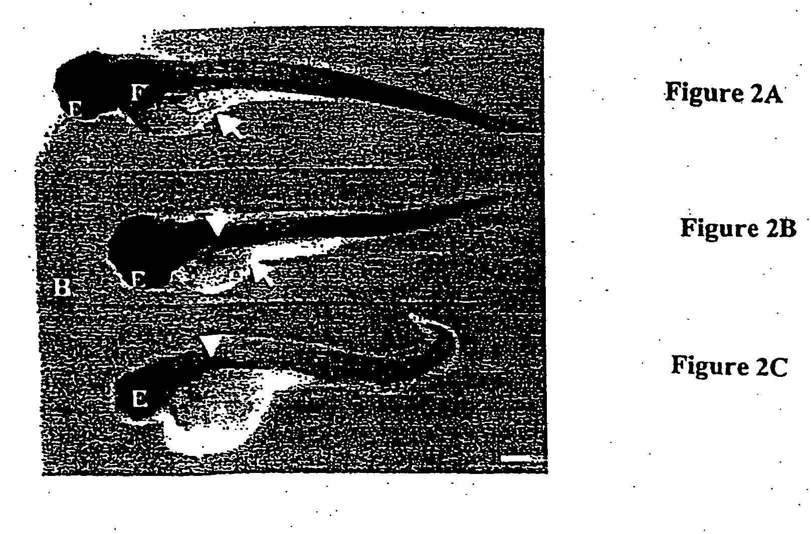 Methods of screening agents for activity using teleosts