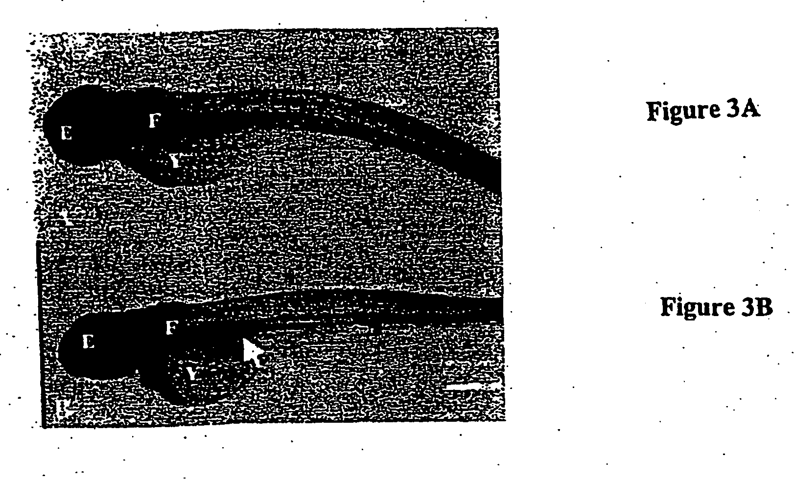 Methods of screening agents for activity using teleosts