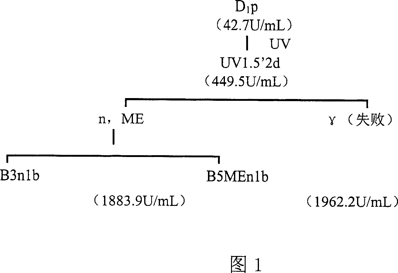 Lipase, its gene, yalulipolytic geast for producing said enzyme and its application