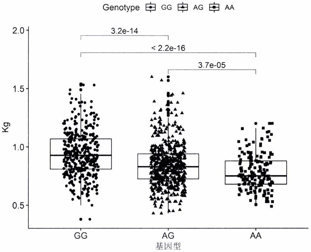 SNP loci related to spleen weight on chromosome 6 of meat Simmental cattle and its application