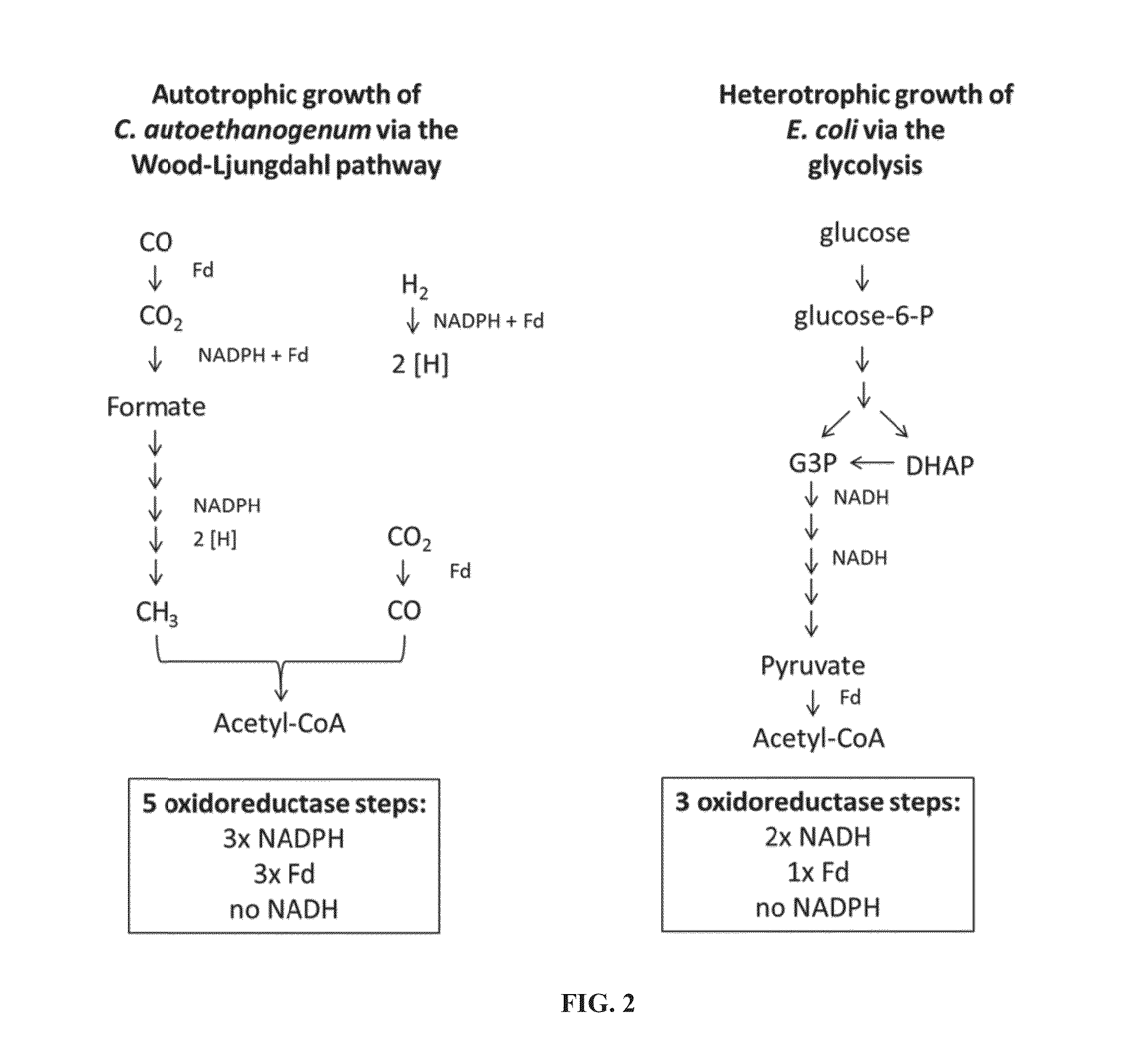 Recombinant microorganisms comprising NADPH dependent enzymes and methods of production therefor