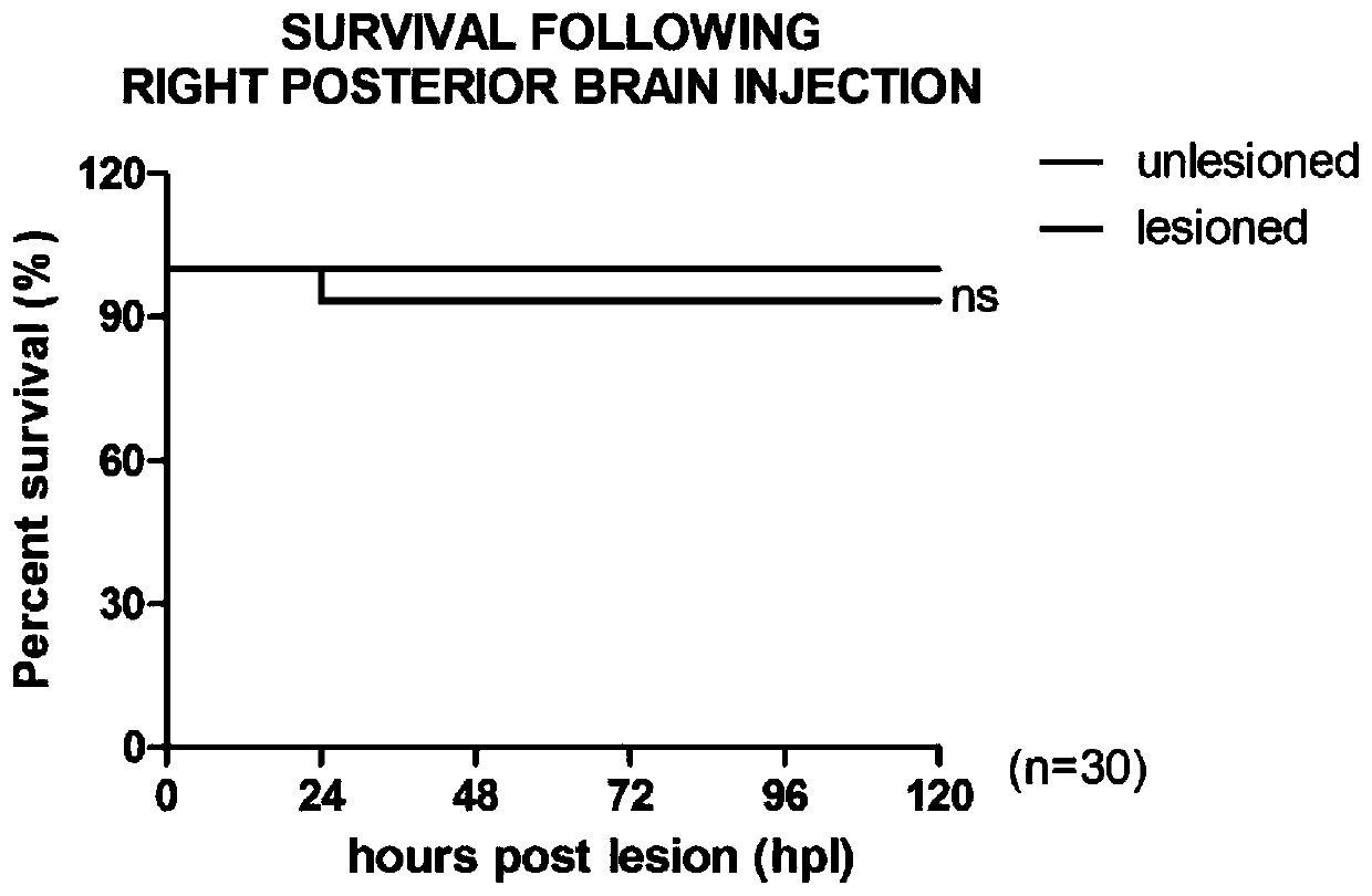 Zebra fish brain trauma model and preparation method and application thereof