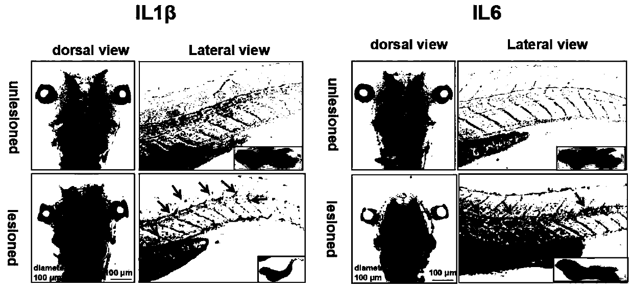 Zebra fish brain trauma model and preparation method and application thereof