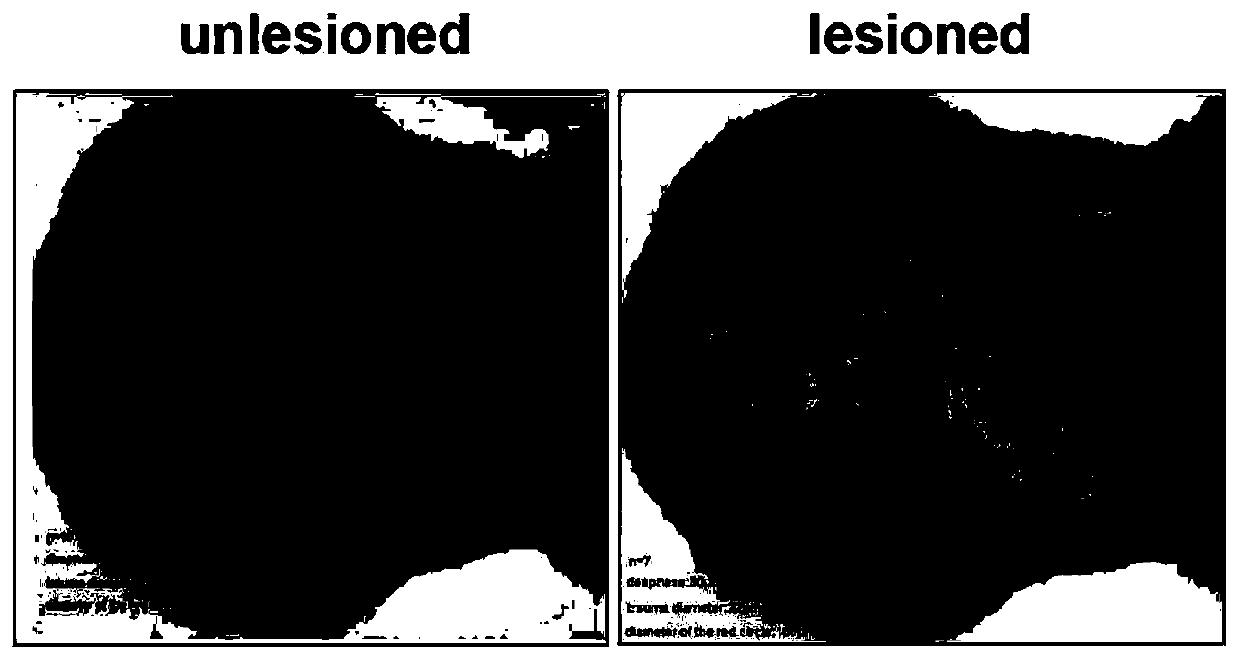 Zebra fish brain trauma model and preparation method and application thereof