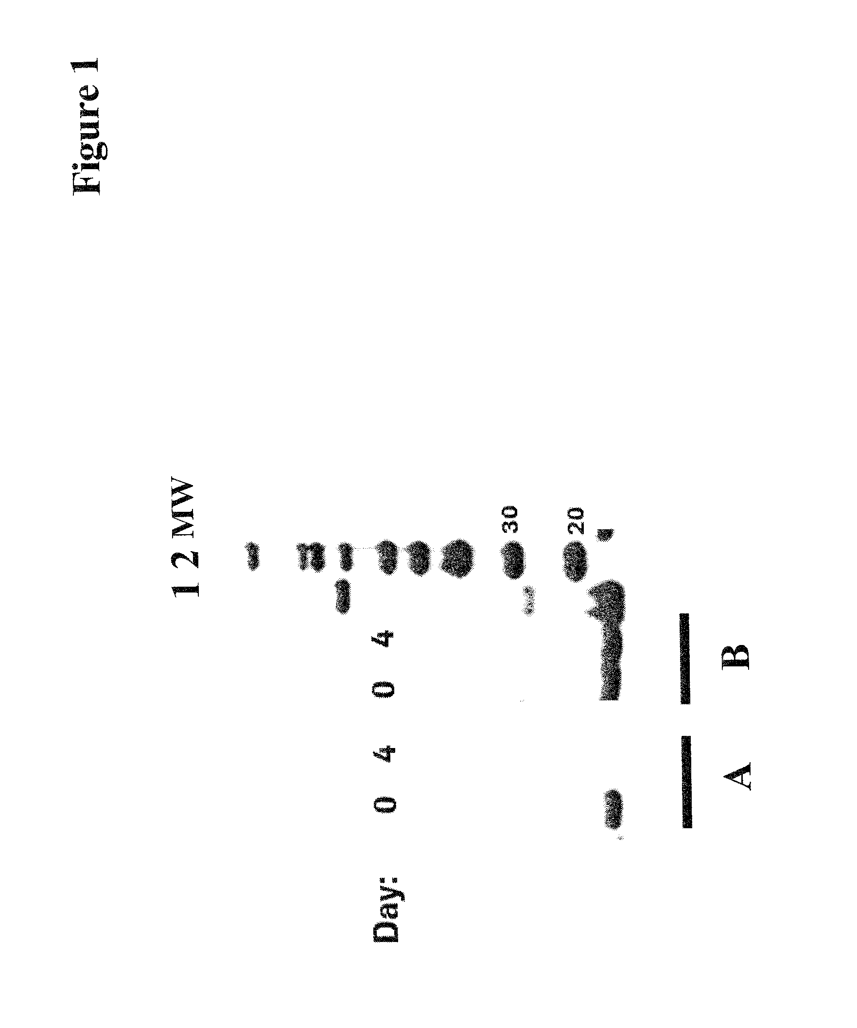 Improved recombinant polypeptide production methods