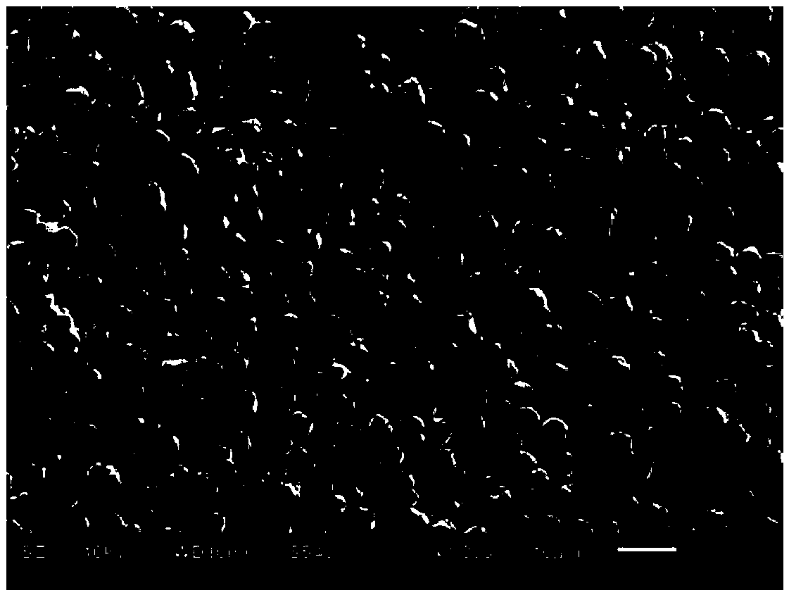 Method for preparing specially-shaped porous tungsten product with uniform pores